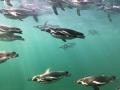 IMG-20250225-WA0017