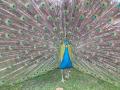 IMG-20250227-WA0031